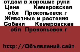 отдам в хорошие руки › Цена ­ 1 - Кемеровская обл., Прокопьевск г. Животные и растения » Собаки   . Кемеровская обл.,Прокопьевск г.